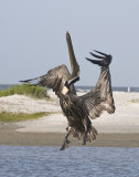 Brown Pelican going up