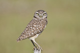 Burrowing Owl   in Florida