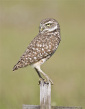 Burrowing Owl