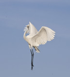 Great Egret in free fall