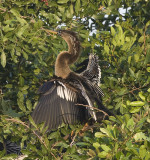 Anhinga,female