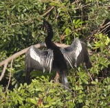 Anhinga male drying wings