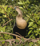 Anhinga,female