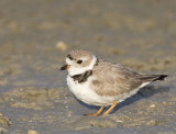 Piping Plover