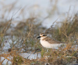 Wilson's Plover