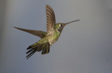 Magnificent Hummigbird,male