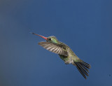 Broad-billed Hummingbird,male in flight