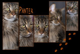 2008_Panter collage2-02.JPG