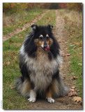 Shelley - 10 yrs old -Scottisch Shepherd - tricolor