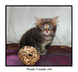 Panter 4 weeks