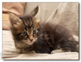 Panter 7 weeks