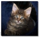 Panter 7 weeks