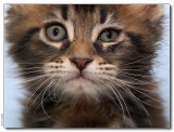 Panter 8 weeks