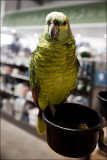 Blue-fronted Amazon 1