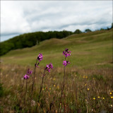 Flowers at Grevie hills