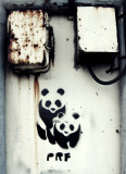 Panda Love, Nijmegen