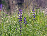 March Lupine