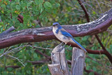 perched Scrub Jay.jpg