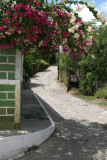 Colores de la Bugambilias en las Calles