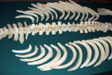 Esqueleto de Manati