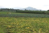 Campos de Cultivo de Verdura