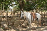 El Caballo es Usado Como Medio de Transporte