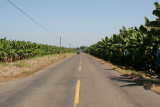 Extensas Plantaciones Bananeras en la Ruta a la Cabecera
