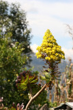 Flor de la Region