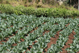 Plantacion de Verduras