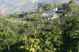 Finca de Cafe al Norte del Municipio