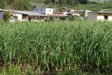 Plantacion de Cebolla