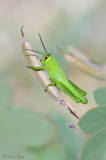 Grasshopper_1642.jpg