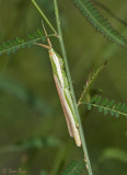 Grasshopper_1900.jpg