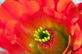 Claret Cup Cactus Bloom v5