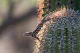 Desert Spiny Lizard --- Really Spiny
