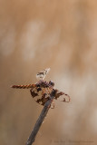 Filigree Skimmer Dragonfly (Female)