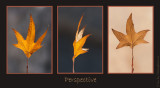 Leaf-triptych_800.jpg