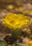 Torch Cactus Blossom