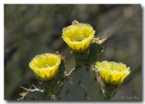 Opuntia_8784.jpg