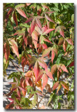 Fall_3730.jpg