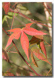 Fall_7813.jpg