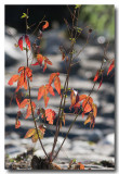 Fall_8252.jpg