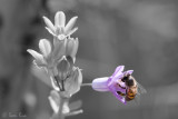Pollination