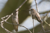 Annas Hummingbird with Youngster #1