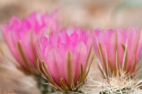 Hedgehog Cactus Blooms