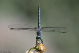 Blue Dasher Dragonfly (Male)