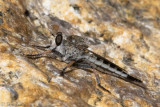 Robber Fly