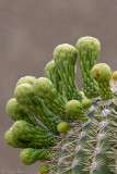 Saguaro Cactus Flower Buds
