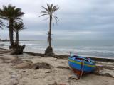 La plage et ses palmiers