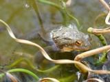 Un petit crapaud  avec a gauche son chapelet doeufs -  a common toad with its eggs rosary we can see it on the left of picture